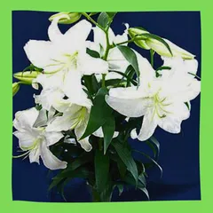 カサブランカ 津南町産 三本組 1束 生花 大輪ユリ 百合 切り花 ギフトのサムネイル