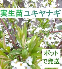 ギンバイカ 挿し木苗 抜き苗 A - メルカリ