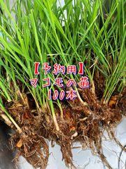 マコモダケ苗 200本以上 マコモ田 – かわごえ里山イニシアチブ