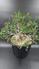 2025年最新】パキプス 鉢の人気アイテム - メルカリ