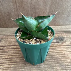 2025年最新】SYDNEY OPERA HOUSEの人気アイテム - メルカリ