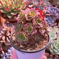 M*X様 マクドガリー 群生 実生 鉢植え メルカリ便送料込み 菊水大型タイプ 実生 鉢植えメルカリ便送料込み - メルカリ