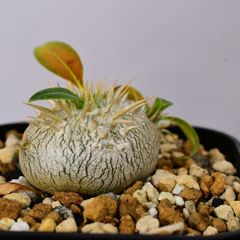 3N6 実生 パキポディウム エニグマチカム コーデックス 塊根植物 パキポディウムエニグマチカム