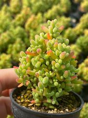 ドロサンテマム 蜜橘 根っこ付きの抜き苗 5cm鉢 - メルカリ