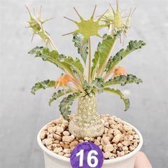 3 サイカス カイルンシアナ/オーストラリア産/赤肌/ドワーフ 10 お盆セール！サイカス カイルンシアナ/オーストラリア産/赤肌