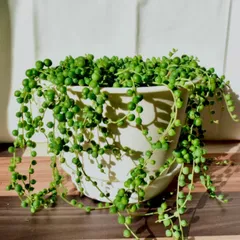グリーンネックレス　抜き苗・カット苗