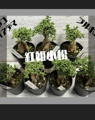 Kj様　速達　トリコディアデマ　紅姫小松　抜き苗
