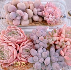 多肉植物 厳選群生5種set♡12102