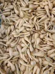 予約】らっきょう【2年もの】約1kgか2kg 兵庫県産 鷹の爪付き - メルカリ