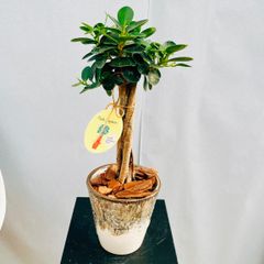［現品］【希少】A2  パンダガジュマル　観葉植物　レア　室内　接木　陶器鉢受け皿付き　フィカス　多幸の木　おしゃれ