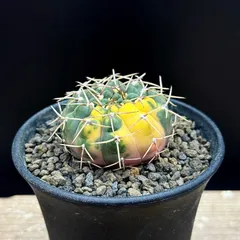 2025年最新】紅太郎多肉植物の人気アイテム - メルカリ
