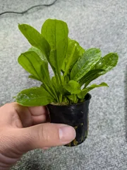エキノドルス　オパックス　トロピカ　POTのサムネイル