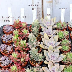 4苗セット：多肉植物 苗 1号ポット 多年草 丈夫 かわいい 庭 プレゼント ギフト 室内 寄せ植え