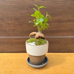 【和風植替えアレンジ】⑥ ガジュマル 盆栽 鉢植え 受け皿付き 3号鉢 フィカス 苔 化粧砂利 観葉植物 インテリア 幸福の樹 ホワイト＆ブラウン