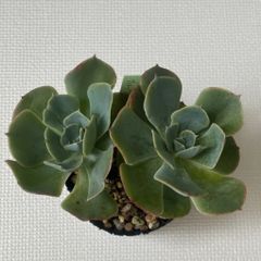 多肉植物  ブルーフリルズ 2頭
