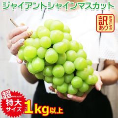 【8月下旬から順次ご発送】 送料無料 地域厳選 超 特大 シャインマスカット 訳アリ 約 1kg 大粒 大サイズ 4L 以上 ご家庭用 マスカット ぶどう ギフト お中元 暑中見舞い 訳あり 敬老の日 ギフト プレゼント