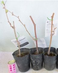 ブドウの苗木 おまかせ3種組 全高：約50～65㎝ 4号ポット＊シャインマスカットは必ず入ります＊宅配便発送＊