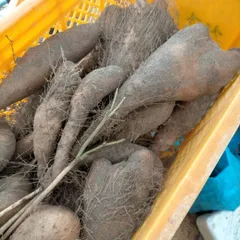 【鳥取県産】黄金里芋 大和芋 宅急便 10kg さといも サトイモ 山芋