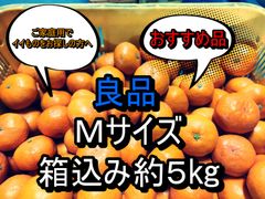 良品　箱込み約5kg　Ｍサイズ