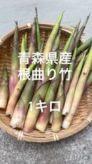 青森県産　根曲り竹　筍　1キロ　山菜