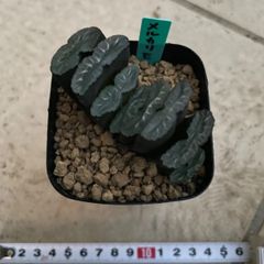 ハオルチア　玉扇　大株　ハオルシア　多肉植物