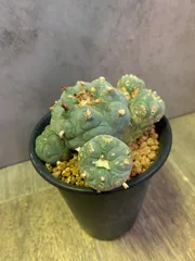 ね*こ様 黒肌疣翠冠玉 自根 鉢植え メルカリ便送料込み Yahoo!オークション - 黒肌疣翠冠玉 自根 ロフォフォラ サボテン
