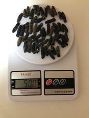 工場直売　関西産A級品 乾燥なまこ　超ミニサイズ 50g50匹 (計量時50g50本)