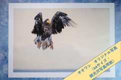 【オオワシ-3】オリジナル写真プリント（微光沢写真用紙・A4サイズ）【野生動物】