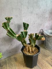 柱サボテン　ブランチ　カッコイイサボテン　インテリア　オシャレ　木質　大型　植え替え済み