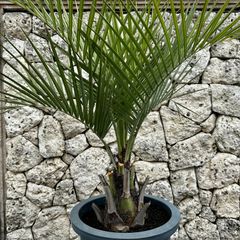 ユッカ ロストラータ Yucca rostrata ロック ガーデン 耐寒性 2745577ac344a8f005a5ca8ff15d2d