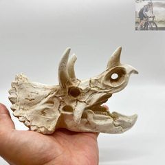 高品質 国産（兵庫） 大型 ハクビシン 頭骨 A - メルカリ