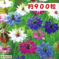 【花の種】ニゲラ　ペルシャンジュエル　５ｍｌ　約９００粒　くろたねそう