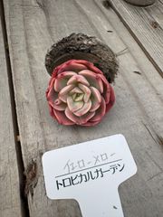 イエローメロー　エケベリア　トロピカルガーデン　多肉植物