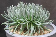 ハオルチア 白蛇伝 Yahoo!オークション - 多肉植物 ハオルチア 白蛇伝