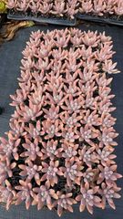 16株の抜き苗セット】ピンクウィッチ 多肉植物 佐川急便発送