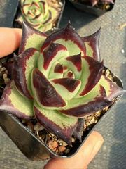 新入荷　多肉植物　黒牛　4cm 抜き苗　1株