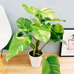 ［現品］【希少】41番　ポトス　グランデ　7号　観葉植物　室内　大型　育てやすい　斑入り　珍しい　レア