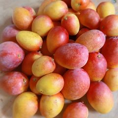 宮崎県産 完熟ミニマンゴー 2kg お得用 クール便