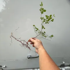 山採り　アブラツツジ苗木　30〜40cm×1株🌱✨🎁のサムネイル