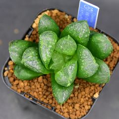 BANRI PLANTS - メルカリShops