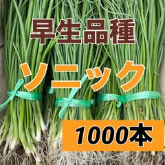 苗の専門店から発送‼️早生玉ねぎ苗ソニック1000本‼️