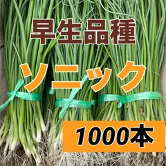 苗の専門店から発送‼️早生玉ねぎ苗ソニック1000本‼️ - メルカリ