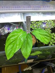 Homalomena sp. from Padang Sidempuan【HW1123-06】