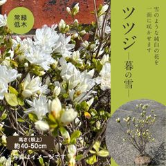 ツツジ　暮れの雪