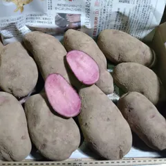 北海道産じゃが芋・ノーザンルビー　　コンパクト便のサムネイル