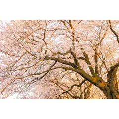 # 日本画 桜の風景画 アジアンアート 50cmx45cm 匿名発送 日本画 桜の風景画 アジアンアート 50cmx45cm 匿名発送