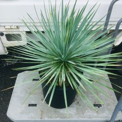 【高騰品種・発根済み】ユッカ ロストラータ スーパーシルバー 特選 Yucca Rostrata "Super Silver"