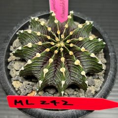サボテン　ギムノカリキウム　ミハノビッチ　LB2178   発根済　Gymnocalycium mihanovichii LB2178