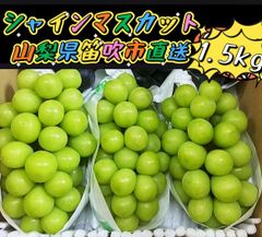 3セット限定❣️クール便❣️ 高評価❣️ 100円引きクーポン配布中❣️数量限定❣️ぶどう生産量日本一山梨県産❣️シャインマスカット2房〜3房(1.5kg前後入り)❣️　北海道・沖縄の方は300円の追加料金になります。