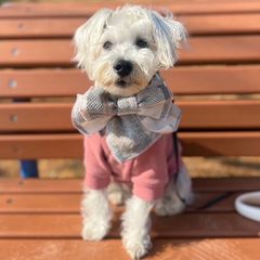 犬用☆かわいいリボンマフラーＭ(グレー)ペット用